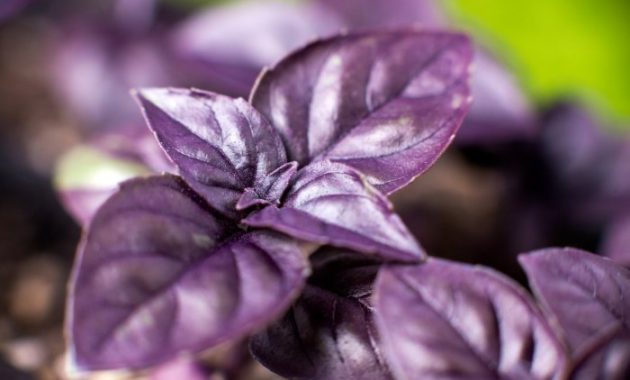 Basil Plant with Purple Flowers A Gardeners Delight