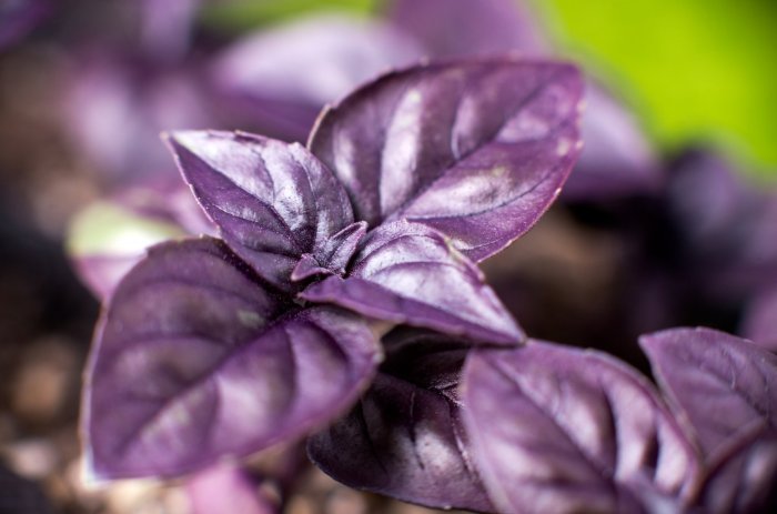 Basil plant with purple flowers