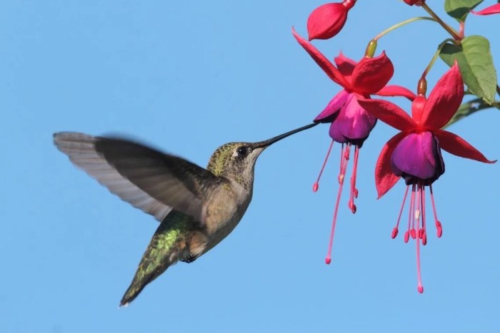 Hummingbird flowers to plant