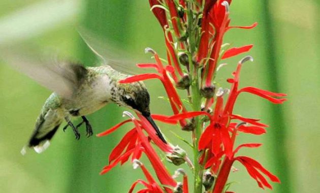 Hummingbird Flowers to Plant A Gardeners Guide