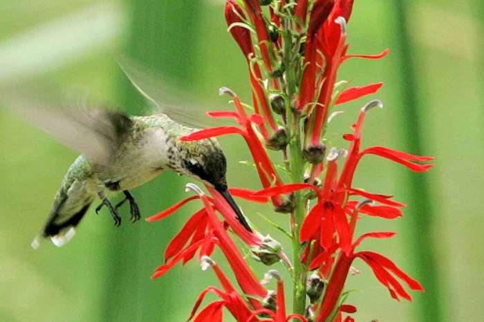 Hummingbirds hummingbird attracting plants attract cardinal perennials thespruce buchanan usfws