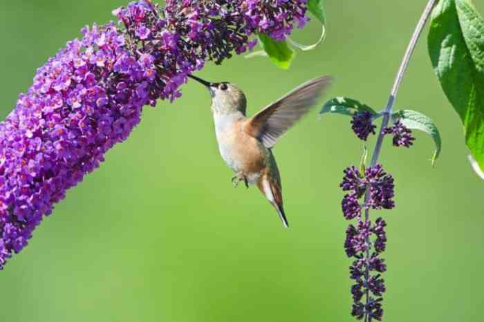 Hummingbird flowers to plant