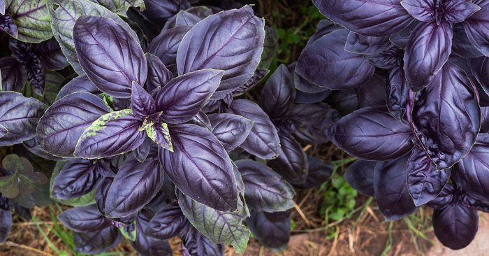 Basil plant with purple flowers